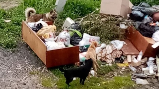 В центре Бузулука переполненная мусорка привлекает своры собак 