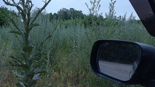 Это не поле, это дорожное кольцо в Бузулуке 