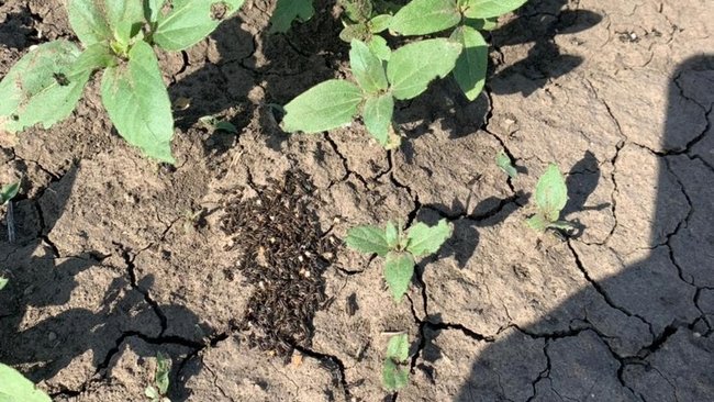 Погода в Оренбуржье стала благоприятной для саранчи