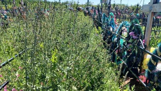 На бузулукском кладбище дорожки между могилами заросли бурьяном 