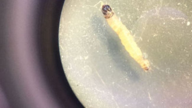 В Оренбуржье пытались ввезти 20 тонн червивых абрикосов 