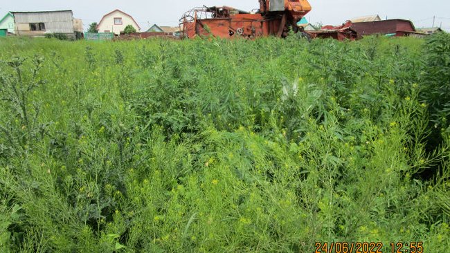В Бузулукском районе обнаружили конопляные угодья 
