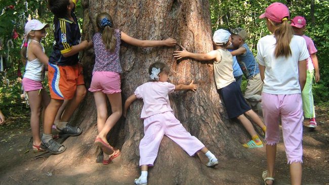 Бузулукская Царица-сосна догоняет лидеров голосования в конкурсе 
