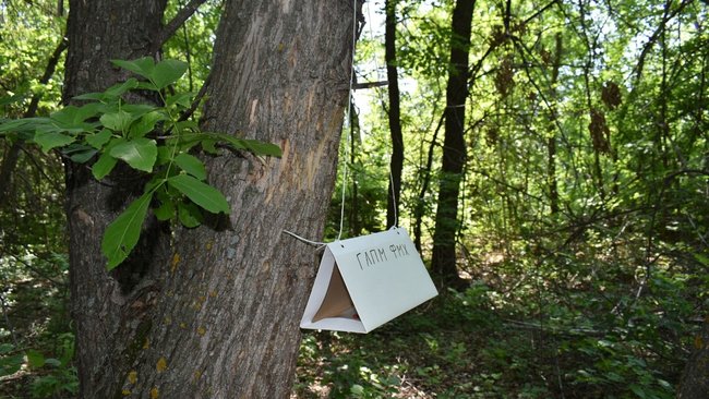 В Бузулукском лесничестве вредителей отслеживают с помощью ферамонов и клея