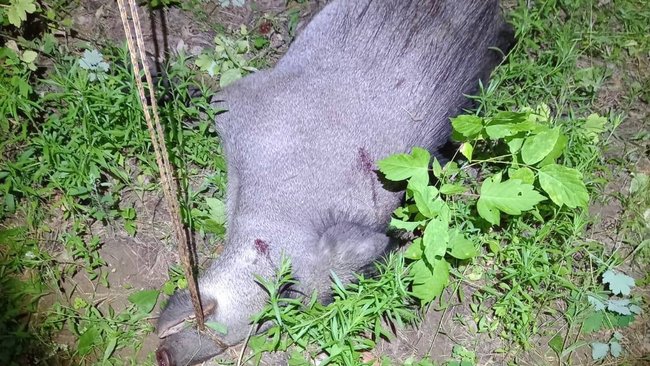 В Бузулукском бору задержали браконьеров с прибором ночного видения 