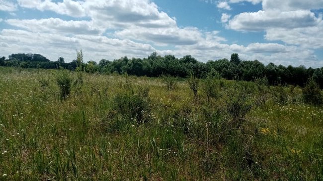 В Бузулукском районе 653 гектара сельхозземель зарастает бурьяном