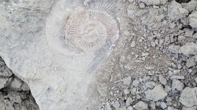 Учёные рассказали, почему в России так редко находят останки динозавров