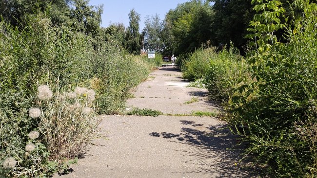 Сквер в центре Бузулука зарастает бурьяном 