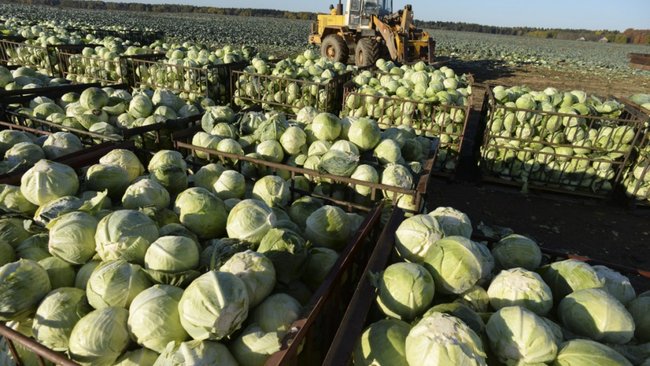 Хозяйства Оренбуржья начали сбор капусты, кабачков и картофеля