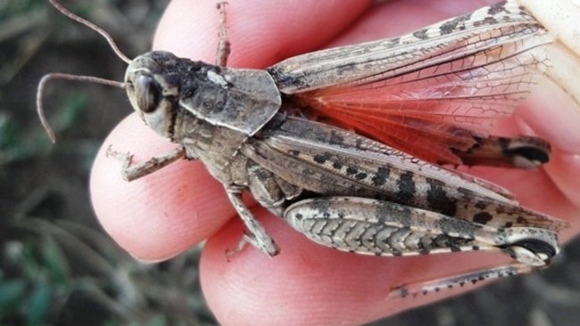 Саранча в Оренбуржье встала на крыло, ждать ли нашествия?