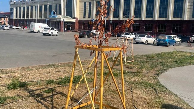 В Бузулуке на улице Ленина, в которую вложили миллионы, засыхают газон и саженцы 