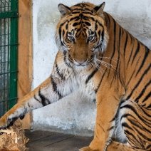 Тигр Гектор, покалеченный в Бузулуке, готовится к отправке на Дальний Восток