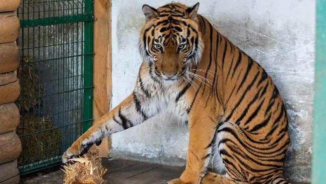 Тигр Гектор, покалеченный в Бузулуке, переехал в новый 