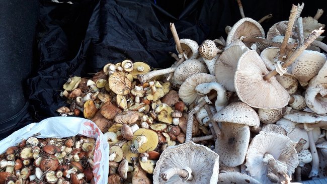 Бузулучане вновь радуются грибному сезону