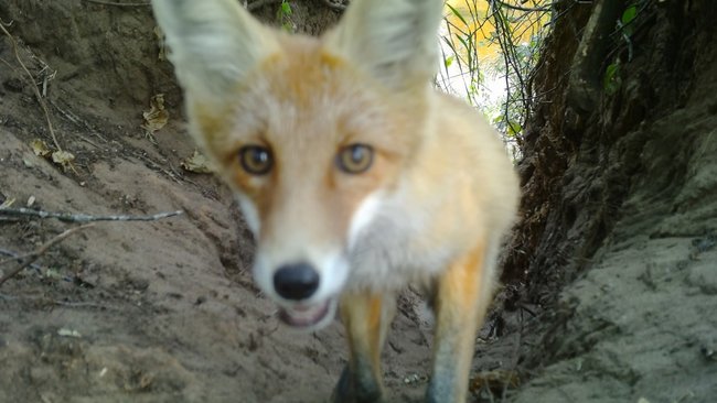 Фотоловушка запечатлела обитателей Бузулукского бора