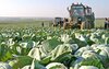 Более 52 тысяч тонн овощей и картофеля собрали аграрии Оренбуржья
