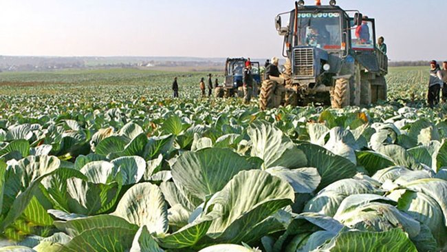 Более 52 тысяч тонн овощей и картофеля собрали аграрии Оренбуржья