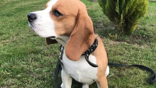 В Бузулукском бору семья пять дней искала потерявшегося бигля