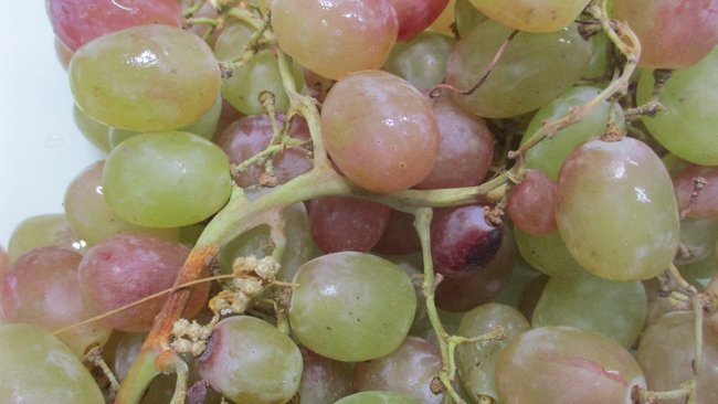 С виноградом из Узбекистана в Оренбуржье приехал паразит