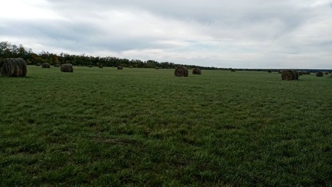 В бузулукском хозяйстве заброшенные земли все-таки засеяли культурными растениями 