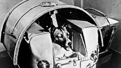 Первый лай из космоса донесся ровно 65 лет назад 