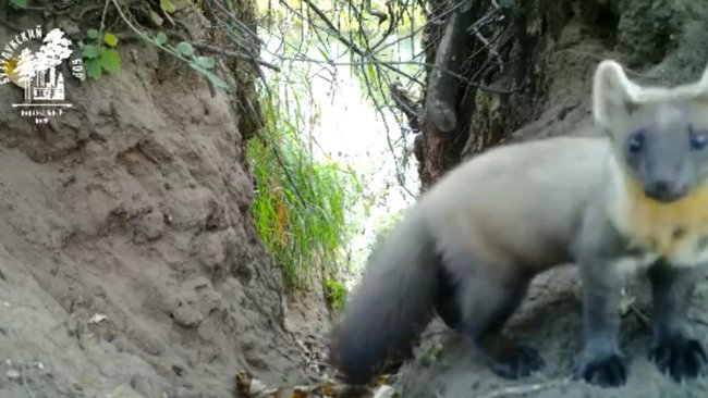 В Бузулукском бору фотоловушка запечатлела 