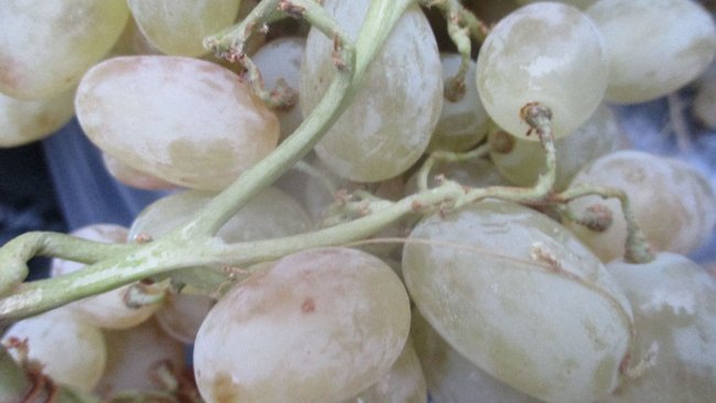 В Оренбургской области выявлены зараженные партии винограда