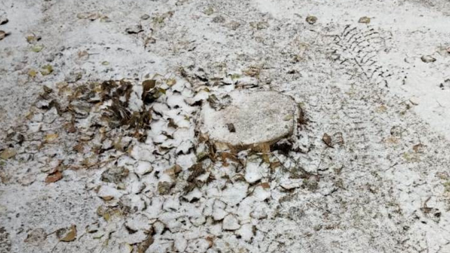 В Бузулуке из-за сухого тополя людям пришлось обращаться в жилинспекцию 