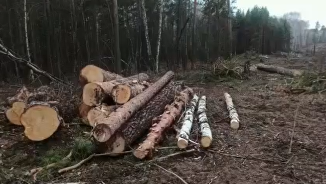 Минприроды области прокомментировало вырубку деревьев близ Бузулукского бора
