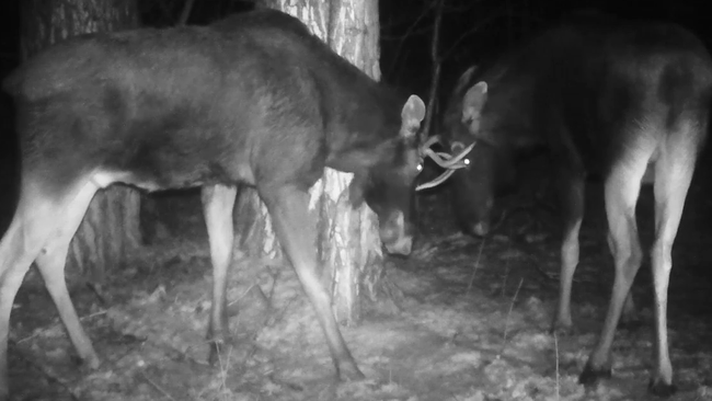 Фотоловушка Бузулукского бора случайно запечатлела битву двух лосей 