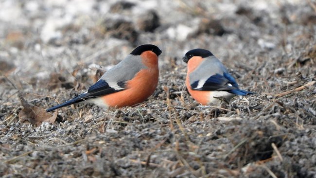 В Бузулукском бору обитает около 180 видов птиц