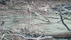 Не повторяйте за косулями: камера в Бузулукском бору запечатлела поучительный момент 