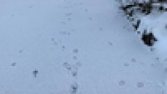 В Бузулукском бору пересчитают волков 