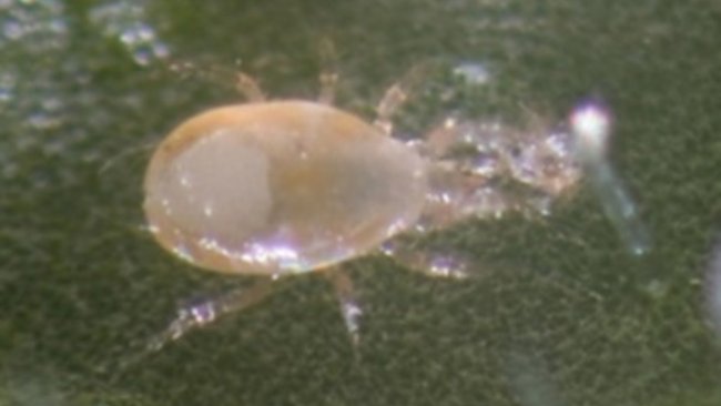 Оренбургские аграрии используют паразитов вместо химии