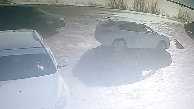 Специально или случайно: в Бузулуке на видео попал момент гибели пса под колесами авто (18+)