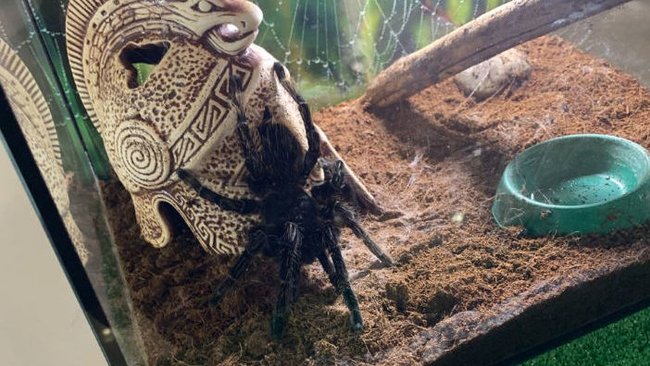 В Оренбурге эксплуатировали пауков-гигантов без лицензии