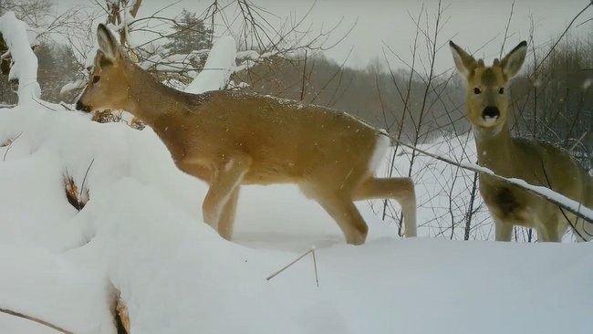 Косули-красавицы попали на видео в Бузулукском бору 