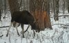 Едят деревья, ландыши и мухоморы: в Бузулукском бору рассказали о лосях 