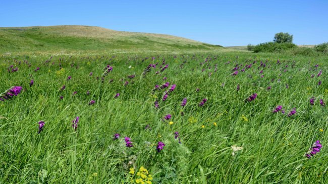 В Оренбуржье появится новый памятник природы  