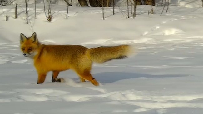 Сотрудники Бузулукского бора рассказали, чем могут быть опасны лисы