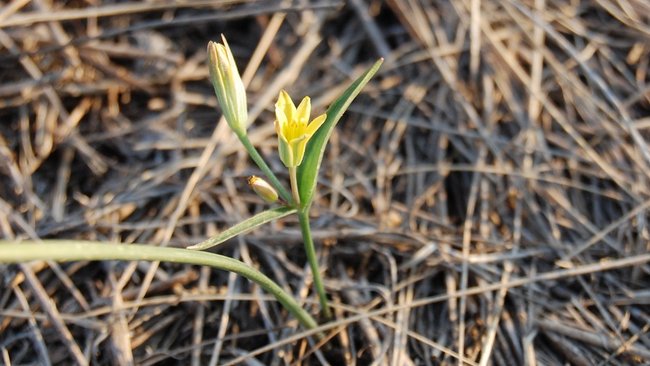 В Бузулукском районе зацвел гусиный лук