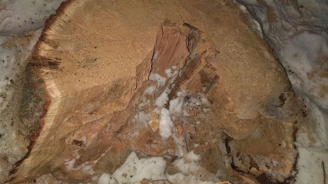 Мужчина может лишиться свободы за спил деревьев в 