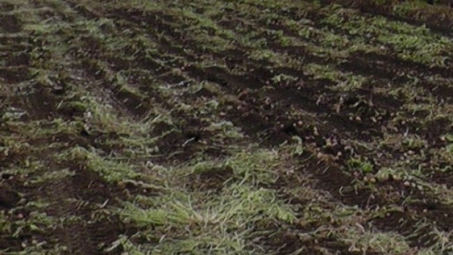 В Бузулукском районе обнаружено много кубышек нестадных саранчовых вредителей