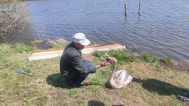 Спасённый в Абдулино лебедь не захотел жить на воле и вернулся к хозяину