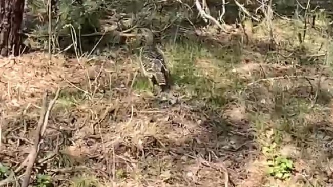В Бузулукском бору на видеокамеру сняли глухаря