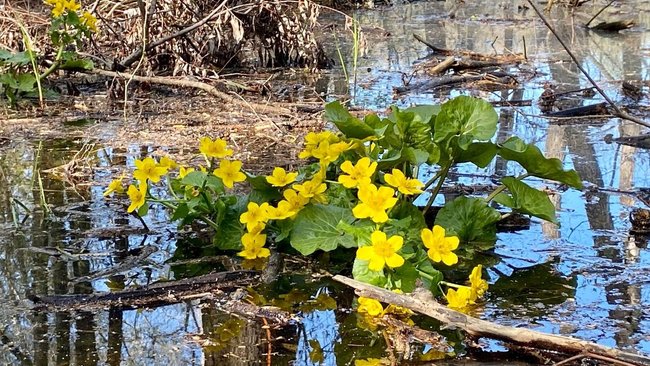 В Бузулукском бору болотистые места украсили ядовитые цветы 