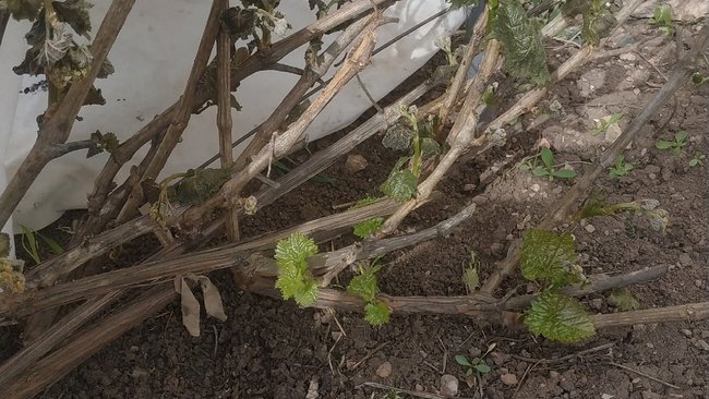 В некоторых районах Оренбуржья морозом побило даже рассаду в теплицах 