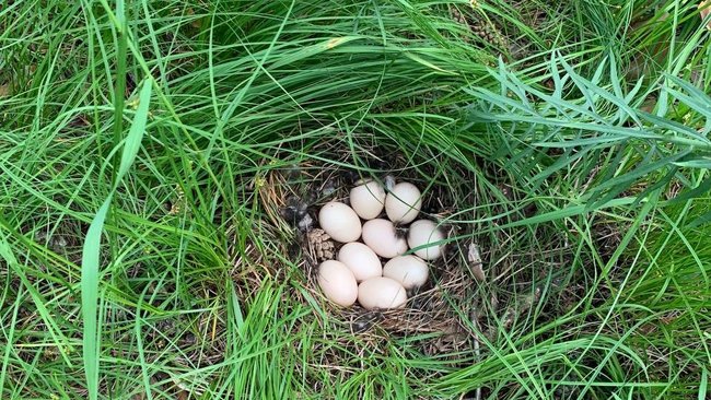 В Бузулукском бору туристов призывают не разорять утиные гнезда