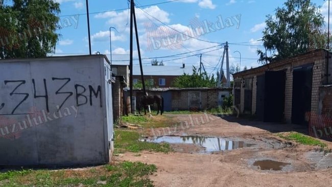 В Бузулуке женщина завела в гаражном кооперативе коня