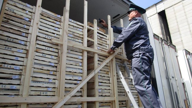 Сливы отменяются: в Оренбуржье завезли фрукты с гусеницами